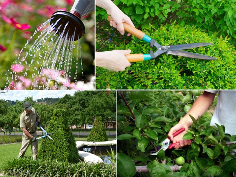 Trường Nào Dạy Nghề Kỹ Thuật Làm Vườn Uy Tín Ở Nghệ An 11