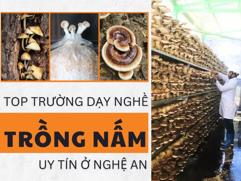 Top 5 Trường Dạy Nghề Trồng Nấm Uy Tín Ở Nghệ An 8 Top 5 Trường Dạy Nghề Trồng Nấm Uy Tín Ở Nghệ An 8